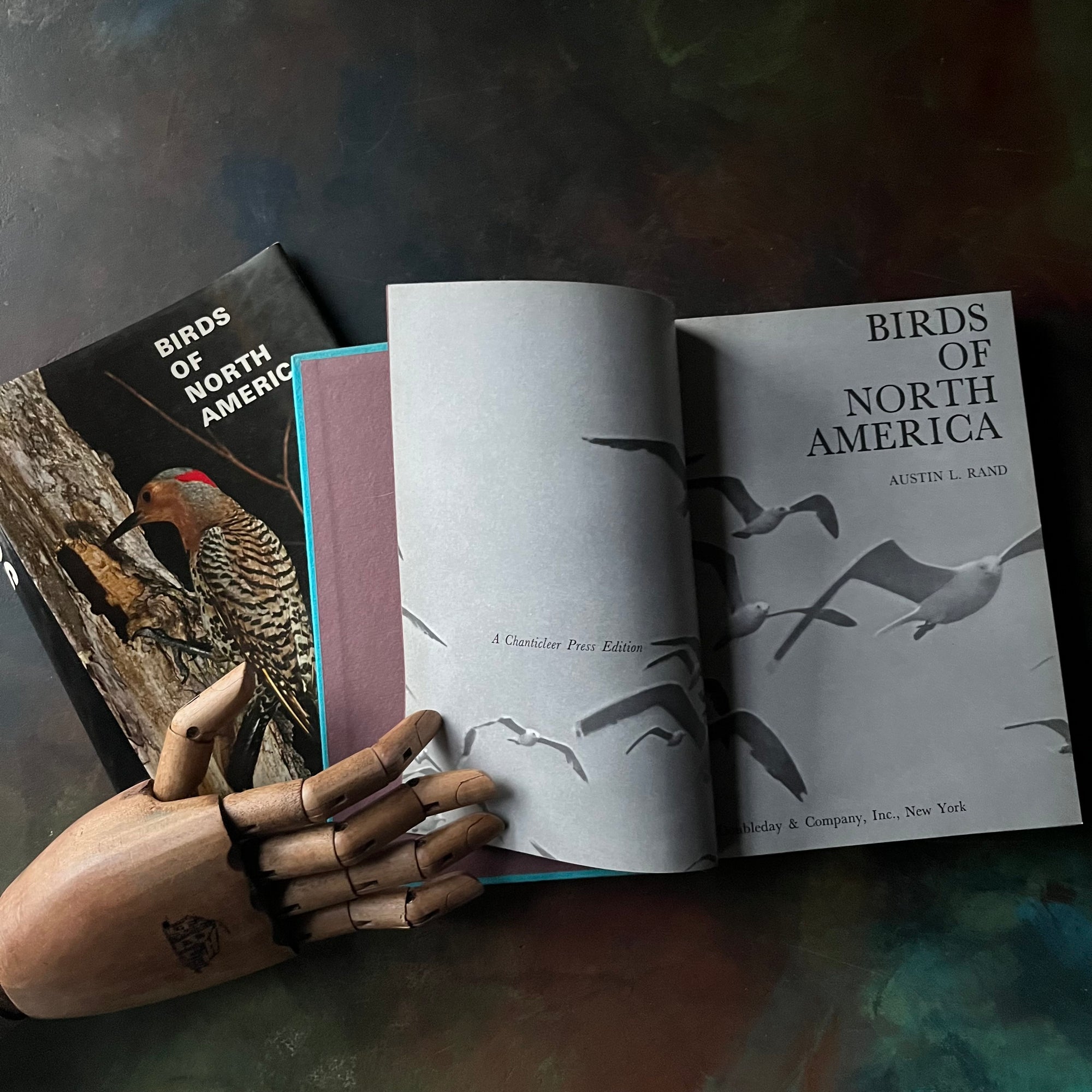 Birds of North America by Austin L. Rand