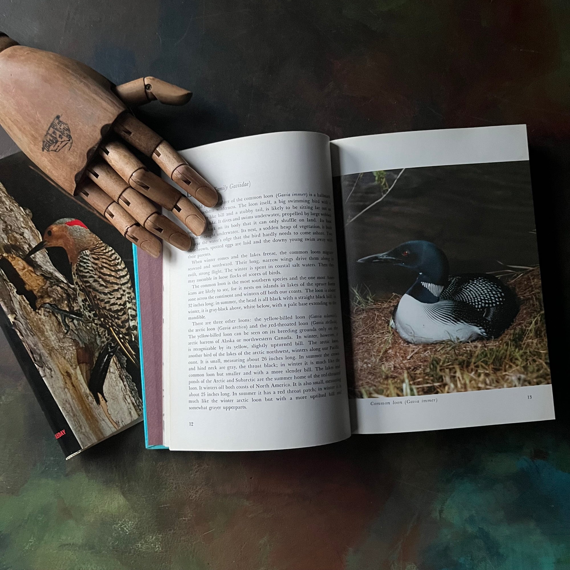 Birds of North America by Austin L. Rand