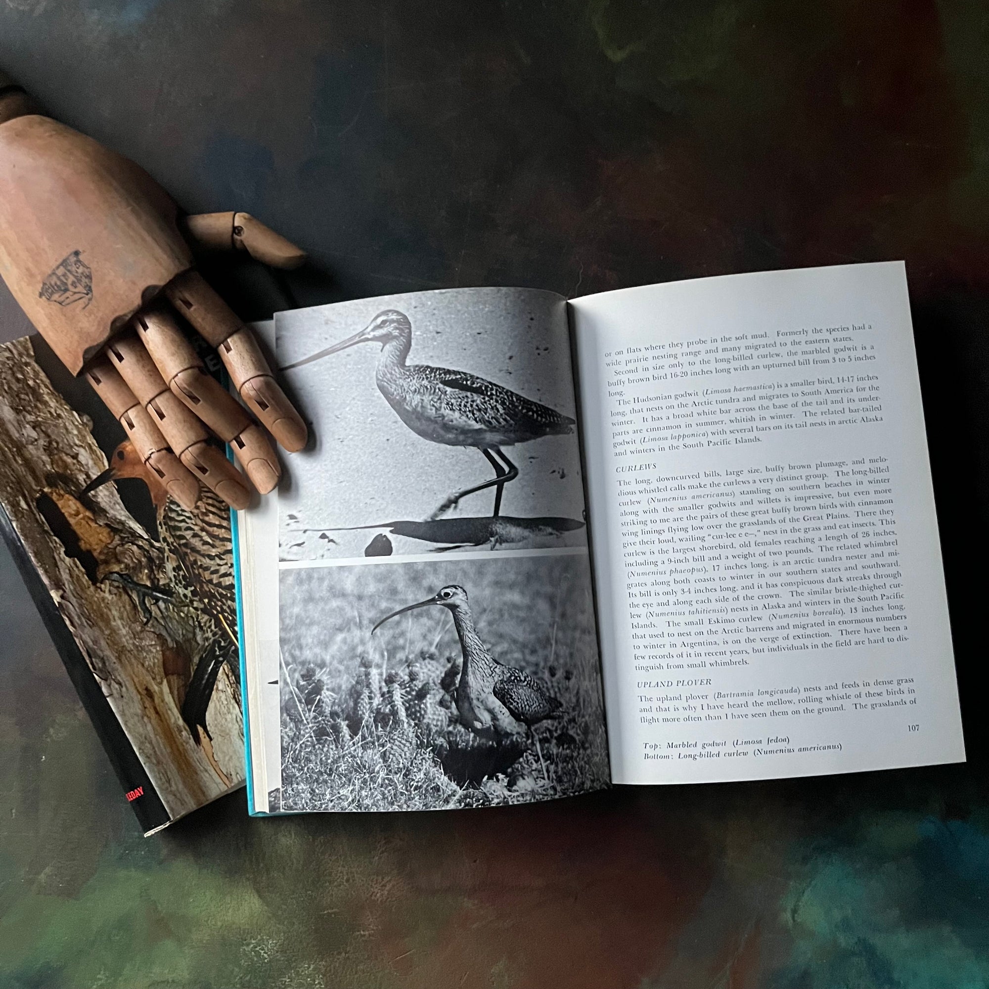 Birds of North America by Austin L. Rand