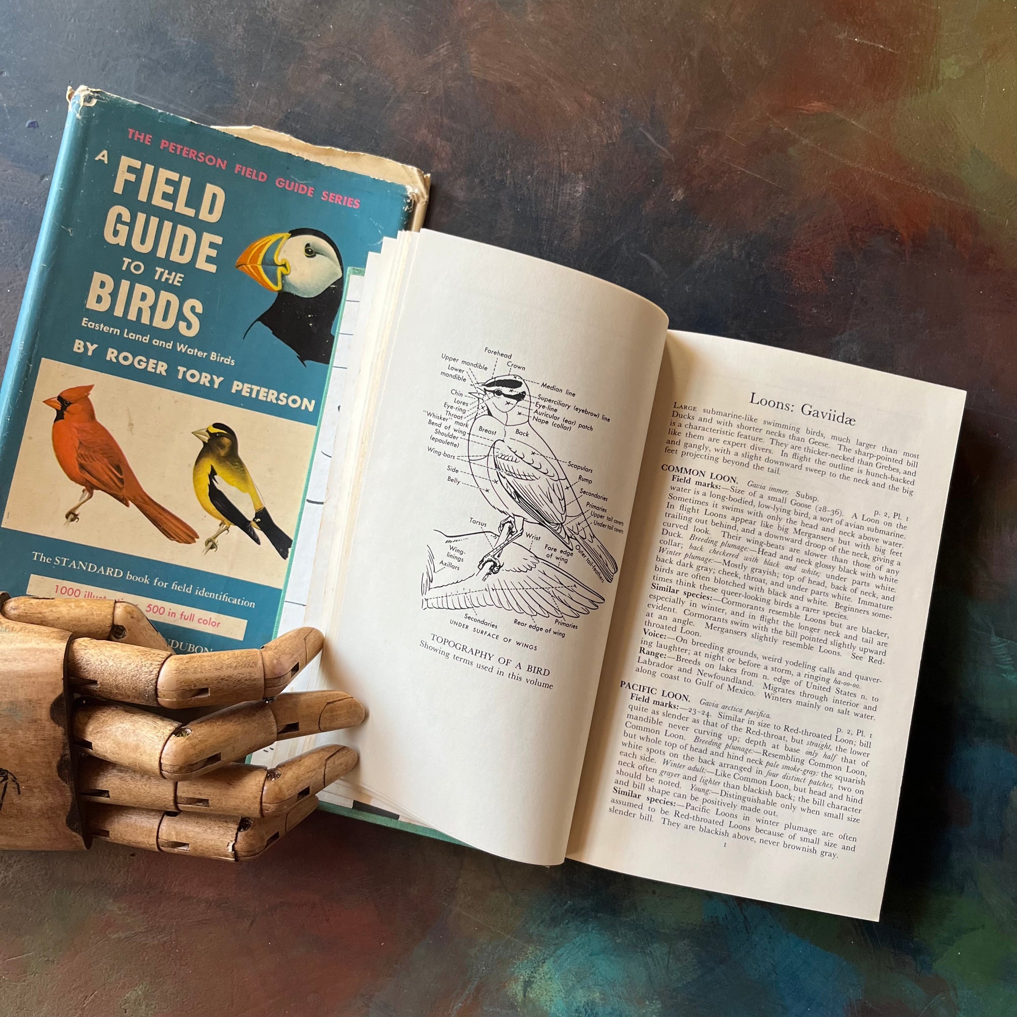 Peterson Field Guide to the Birds by Roger Tory Peterson