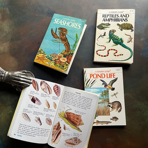 Set of Four Golden Guide Pocket Nature Guides-vintage nature guides-Seashores, Reptiles & Amphibians, Seashells of the World & Pond Life-view of the illustrations in Seashells of the World