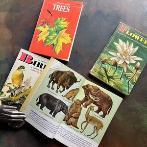 Set of Four Vitnage Golden Guide Nature Pocket Guides -Mammals, Birds, Flowers & Trees-view of the illustrations in Mammals