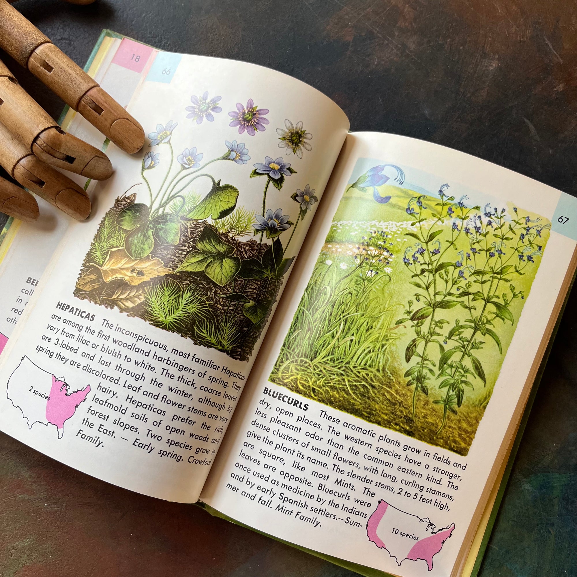 A Golden Nature Guide-Flowers A Guide to Familiar American Wildflowers-vintage nature guide-view of the full-color illustrations