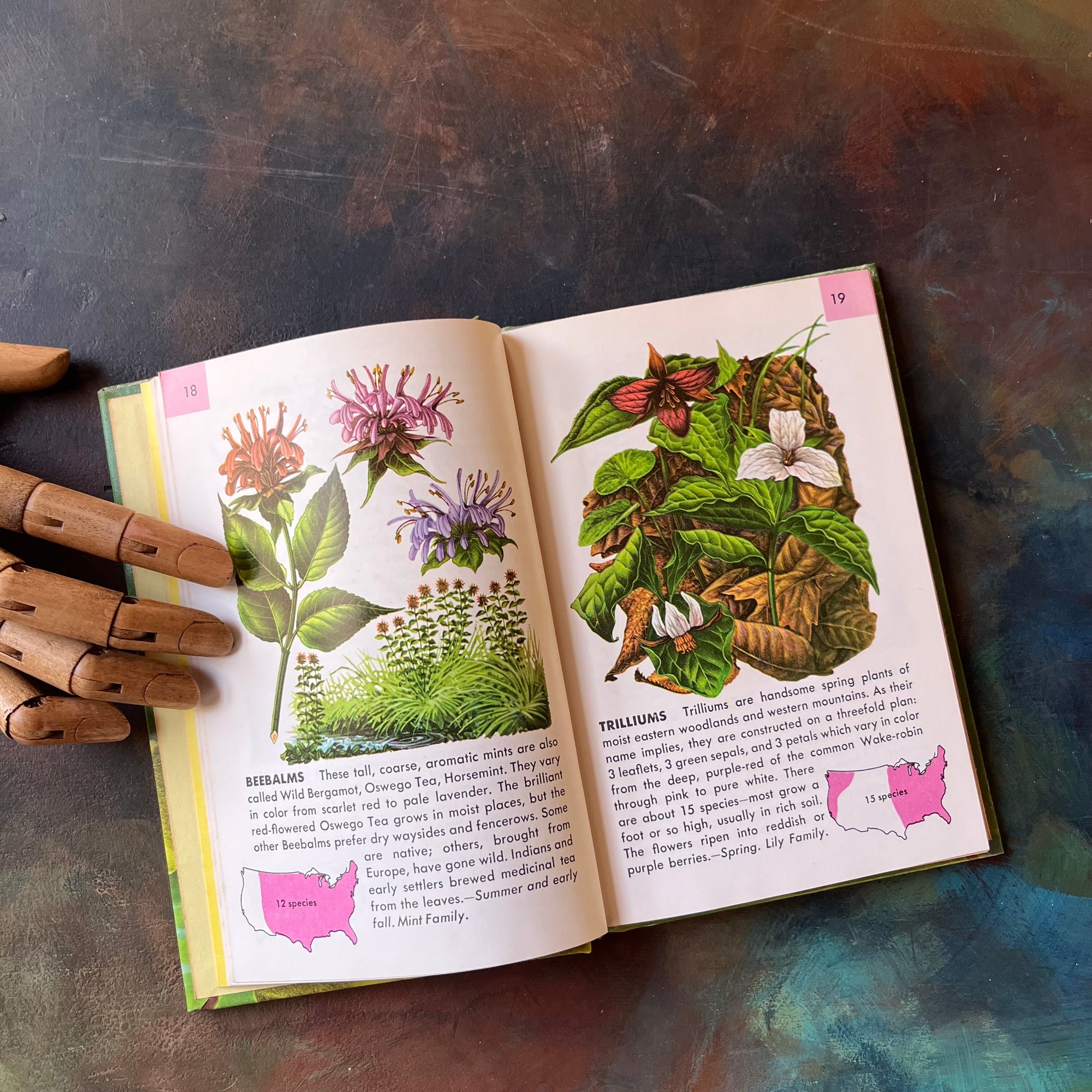 Old Nature Guide A Golden Nature Guide: Flowers - American Wildflowers - Log Cabin Vintage