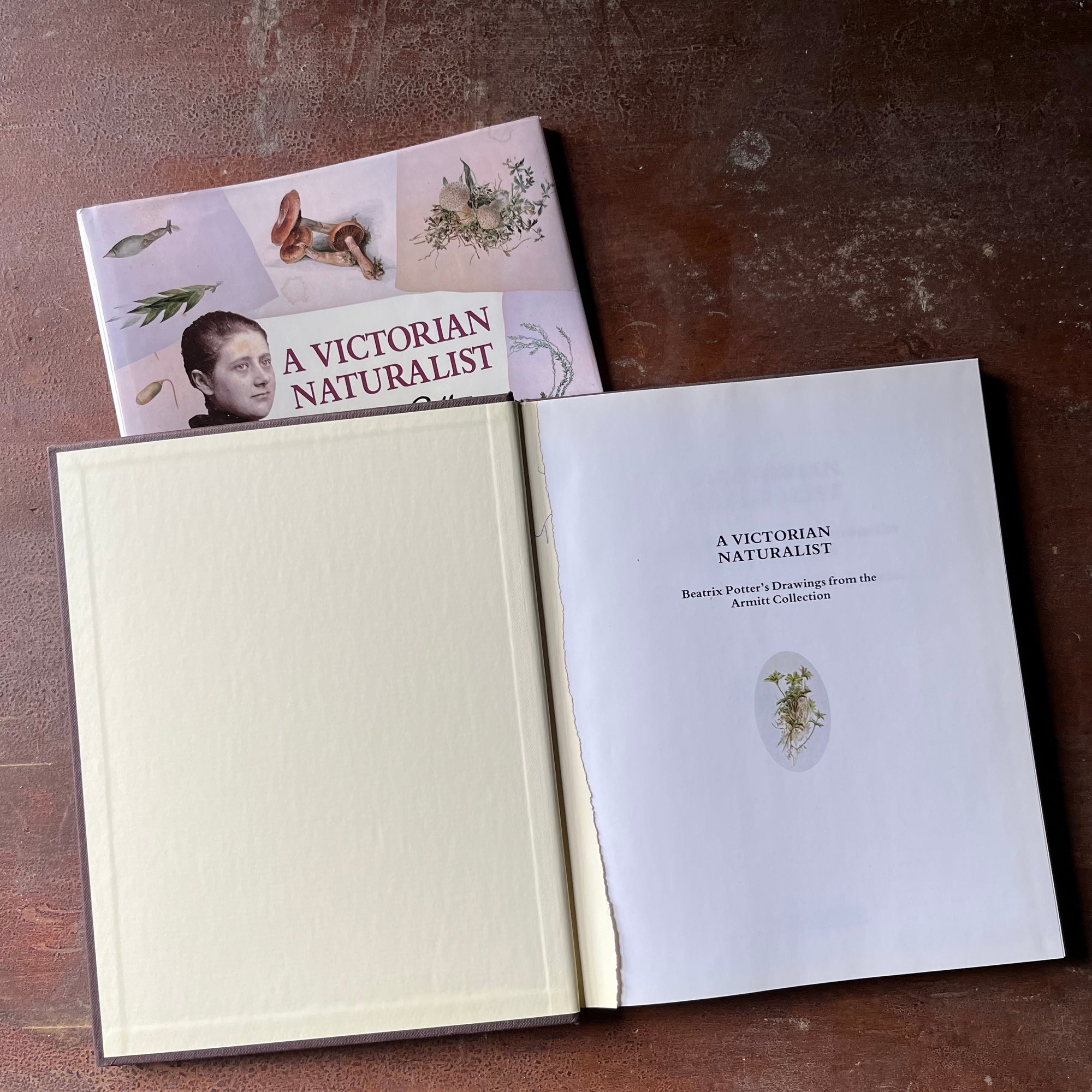 nature sketchbook, Victorian Era, Victorian England, Beatrix Potter Sketches - A Victorian Naturalist Beatrix Potter's Drawings from the Armitt Collection - view of the inside cover - note condition - end paper has been torn from the book