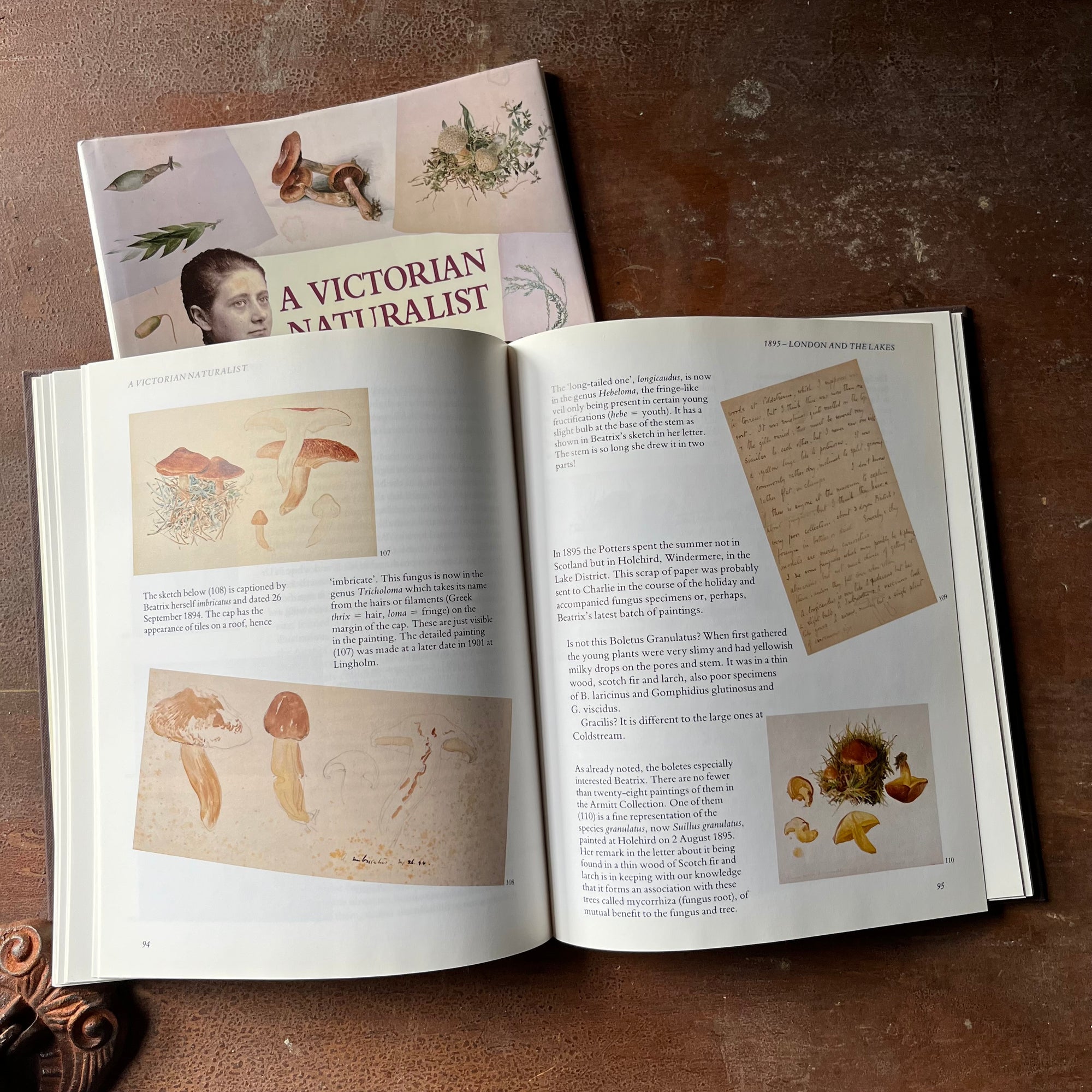 nature sketchbook, Victorian Era, Victorian England, Beatrix Potter Sketches - A Victorian Naturalist Beatrix Potter's Drawings from the Armitt Collection - view of the nature sketches of Beatrix Potter