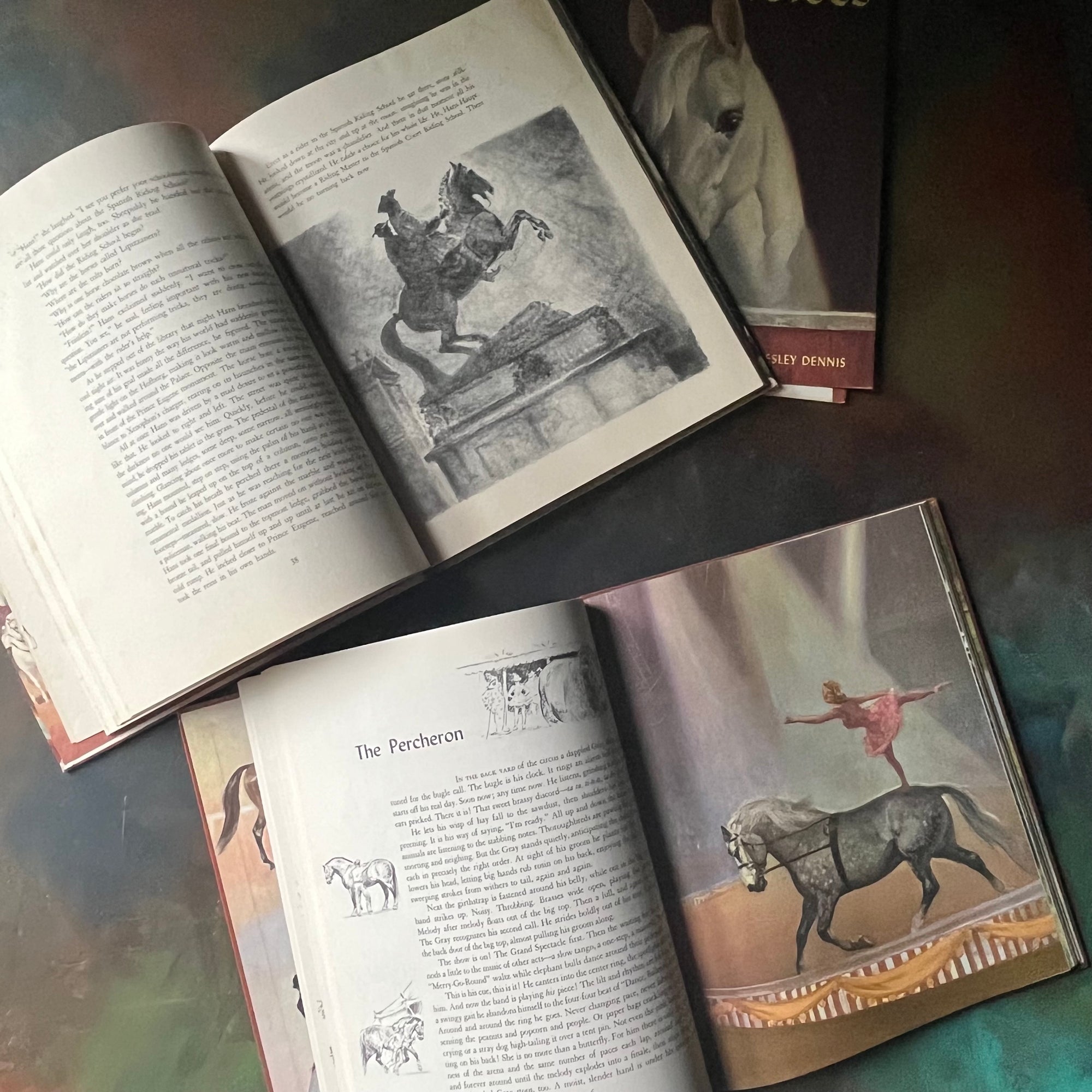 Album of Horses and White Stallion of Lipizza by Marguerite Henry-illustrated by Wesley Dennis-vintage horse books for kids-view of the illustrations