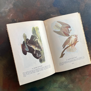 Audubon’s Birds of America Popular Edition, 1950 by John James Audubon-view of the vultures 