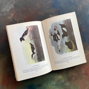 Audubon’s Birds of America Popular Edition, 1950 by John James Audubon-view of the illustrations of shore birds