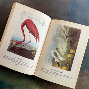 Audubon’s Birds of America Popular Edition, 1950 by John James Audubon-view of the bird illustrations