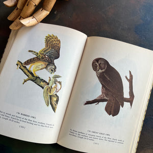 Audubon’s Birds of America Popular Edition, 1950 by John James Audubon-view of illustrations of owls