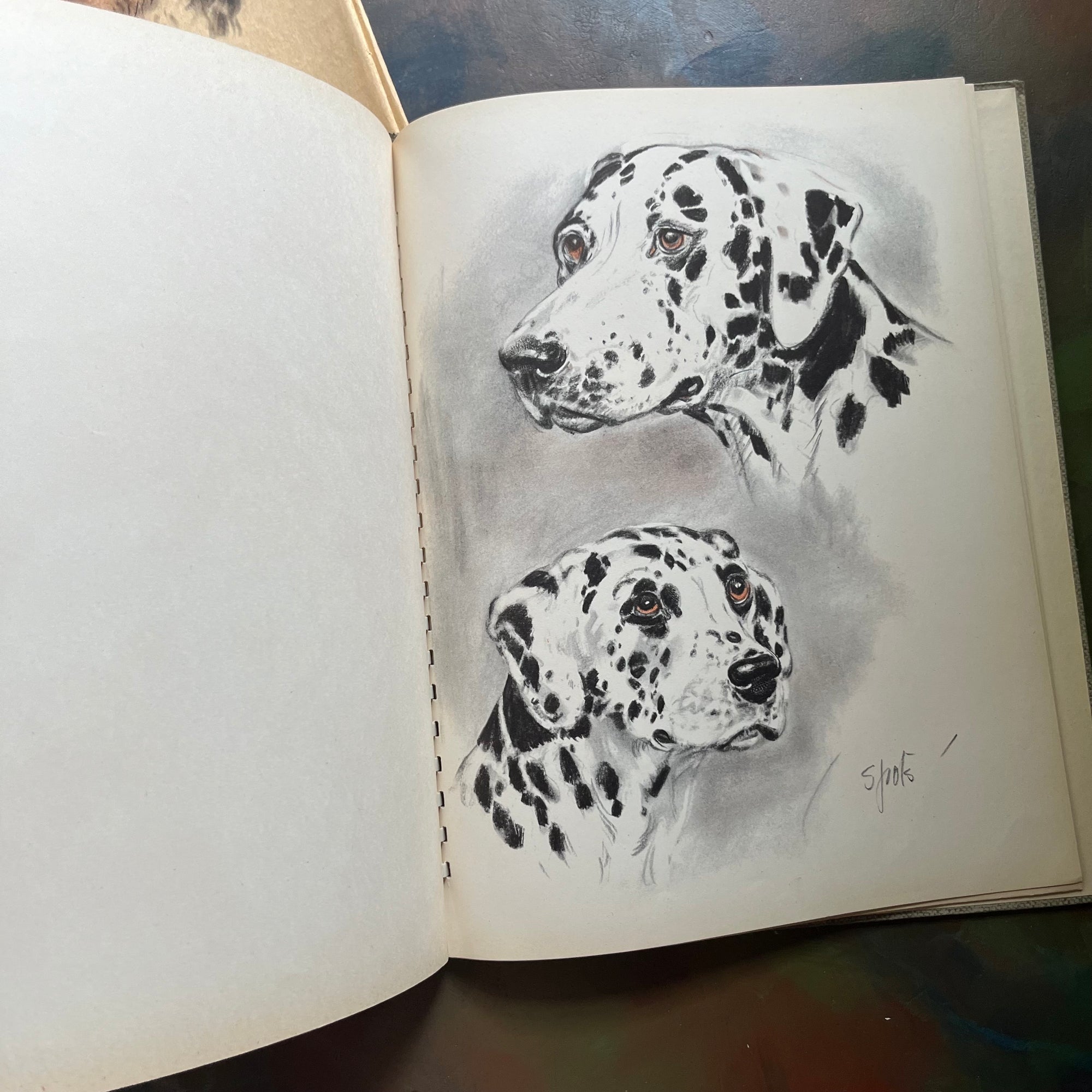 Diana Thorne's Dogs-An Album of Drawings-antique dog prints book-vintage dog art-view of the illustrations of a Dalmatian Dog