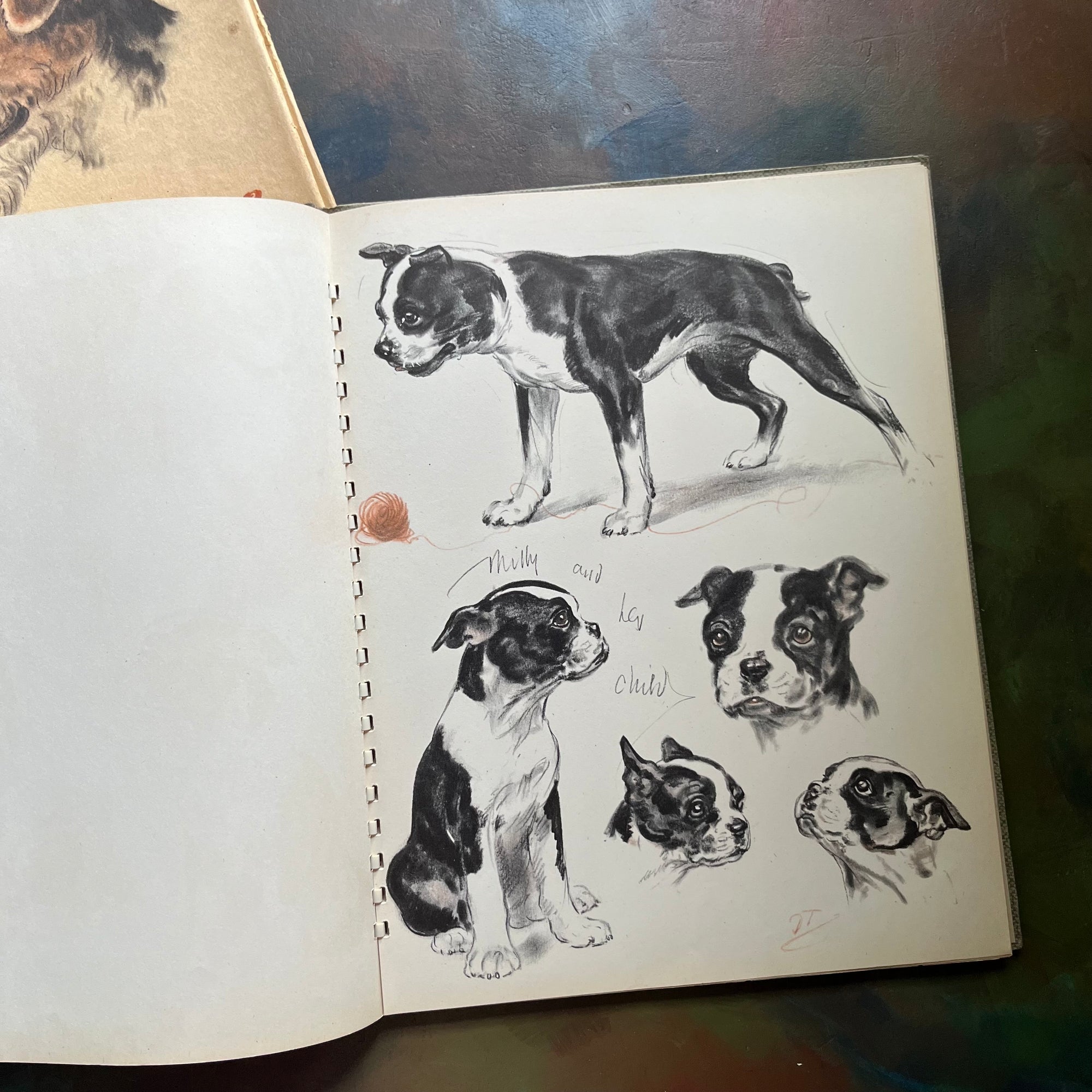 Diana Thorne's Dogs-An Album of Drawings-antique dog prints book-vintage dog art-view of a full page of illustrations of a small terrier