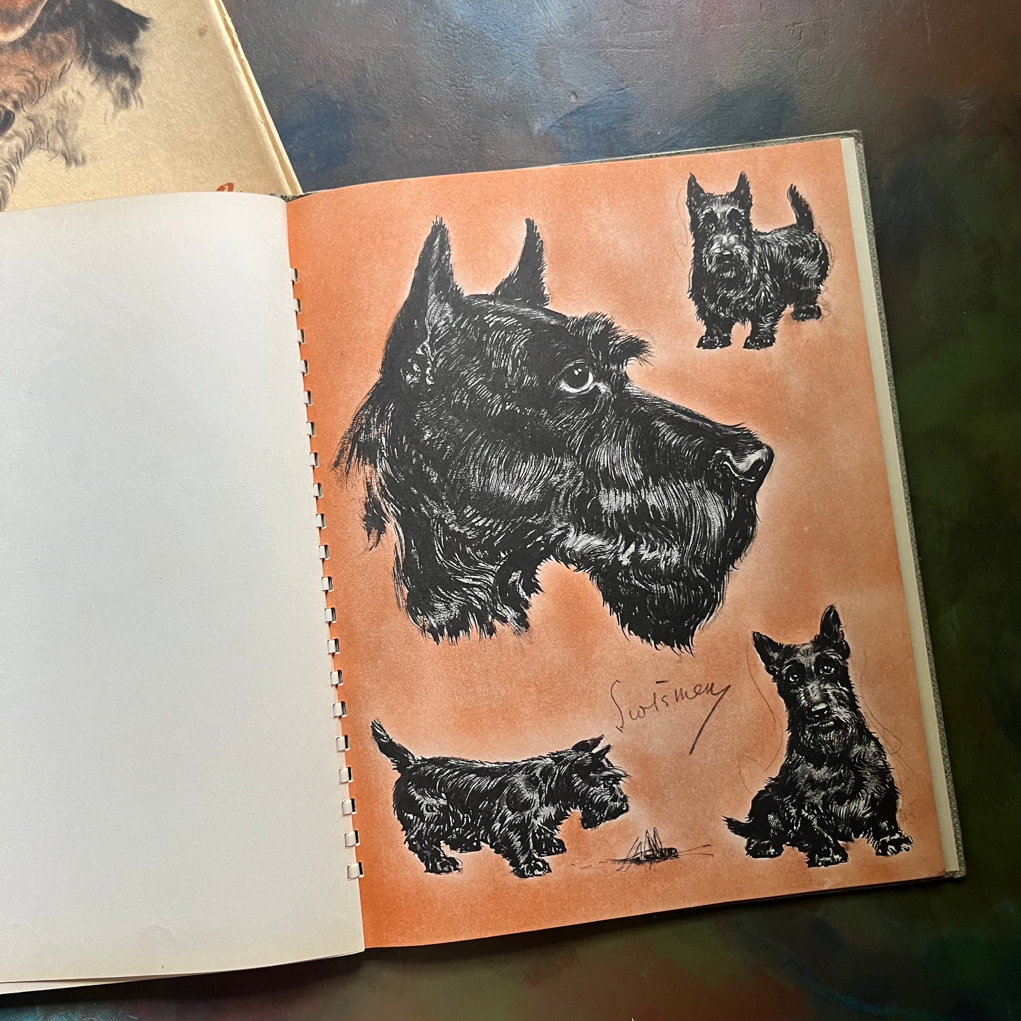 Diana Thorne's Dogs-An Album of Drawings-antique dog prints book-vintage dog art-view of a black scottie dog on an orange background