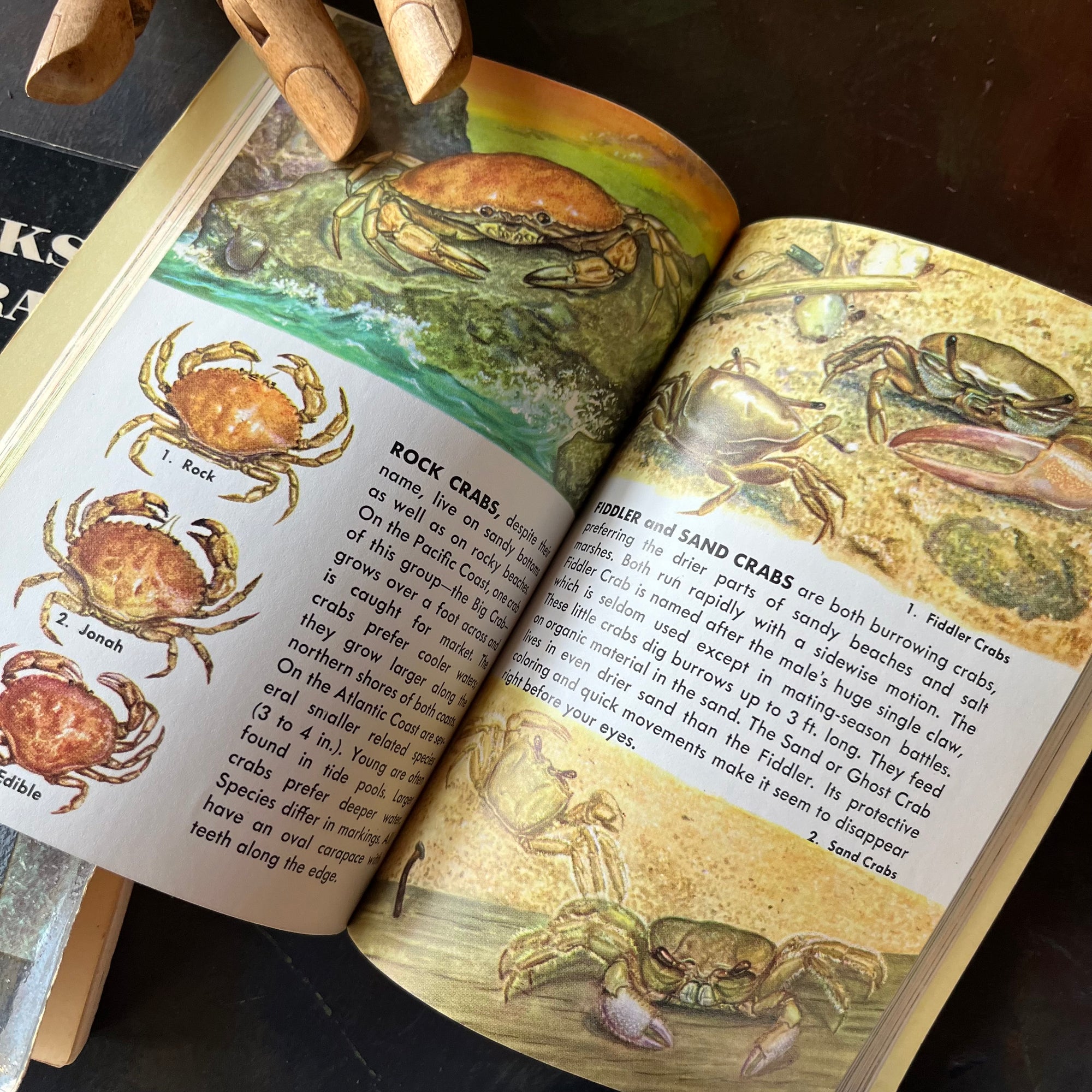 Golden Guides Set-Birds-Rocks & Minerals-Seashores-Non-Flowering Plants-Weather-vintage nature guides-vintage pocket nature guides-view of the illustrations