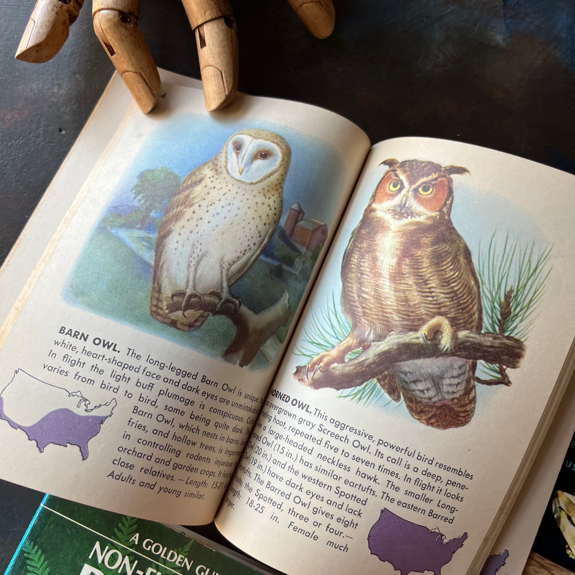 Golden Guides Set-Birds-Rocks & Minerals-Seashores-Non-Flowering Plants-Weather-vintage nature guides-vintage pocket nature guides-view of the illustrations