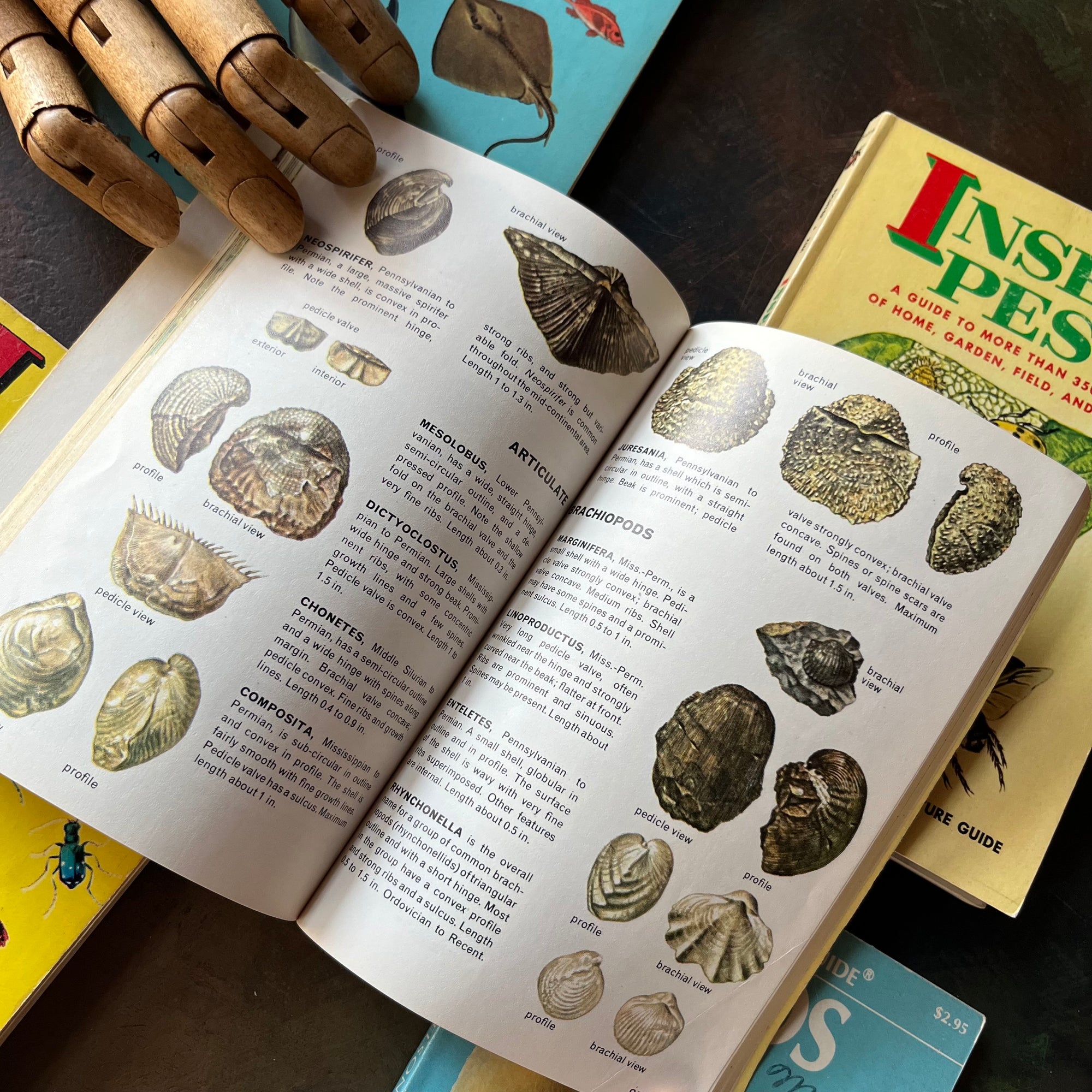 Golden Nature Pocket Guides Book Set-Birds-Insects-Fossils-Insect Pests-Fishes-vintage nature guides-view of the illustrations