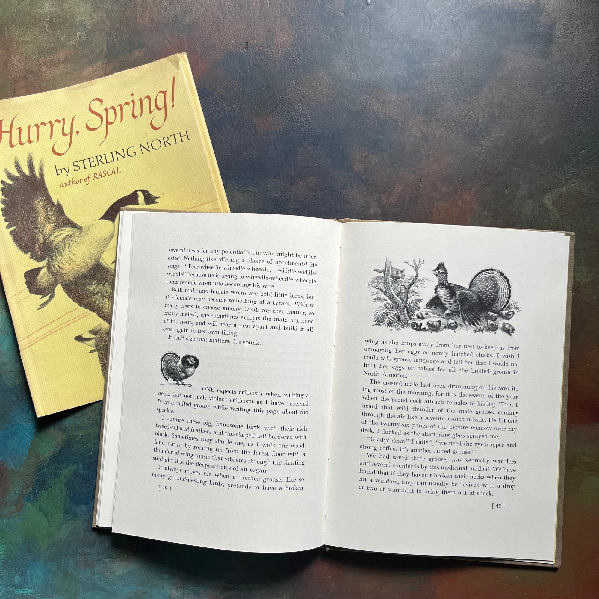 Hurry, Spring! by Sterling North-Illustrated by Carl Burger-vintage children's book about nature-view of the illustrations in black & white