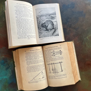 Pair of vintage living nature guides for children and young adults-The Burgess Animal Book for Children written by Thornton W. Burgess and The Book of Woodcraft written by Ernest Thompson Seton-view of the illustrations