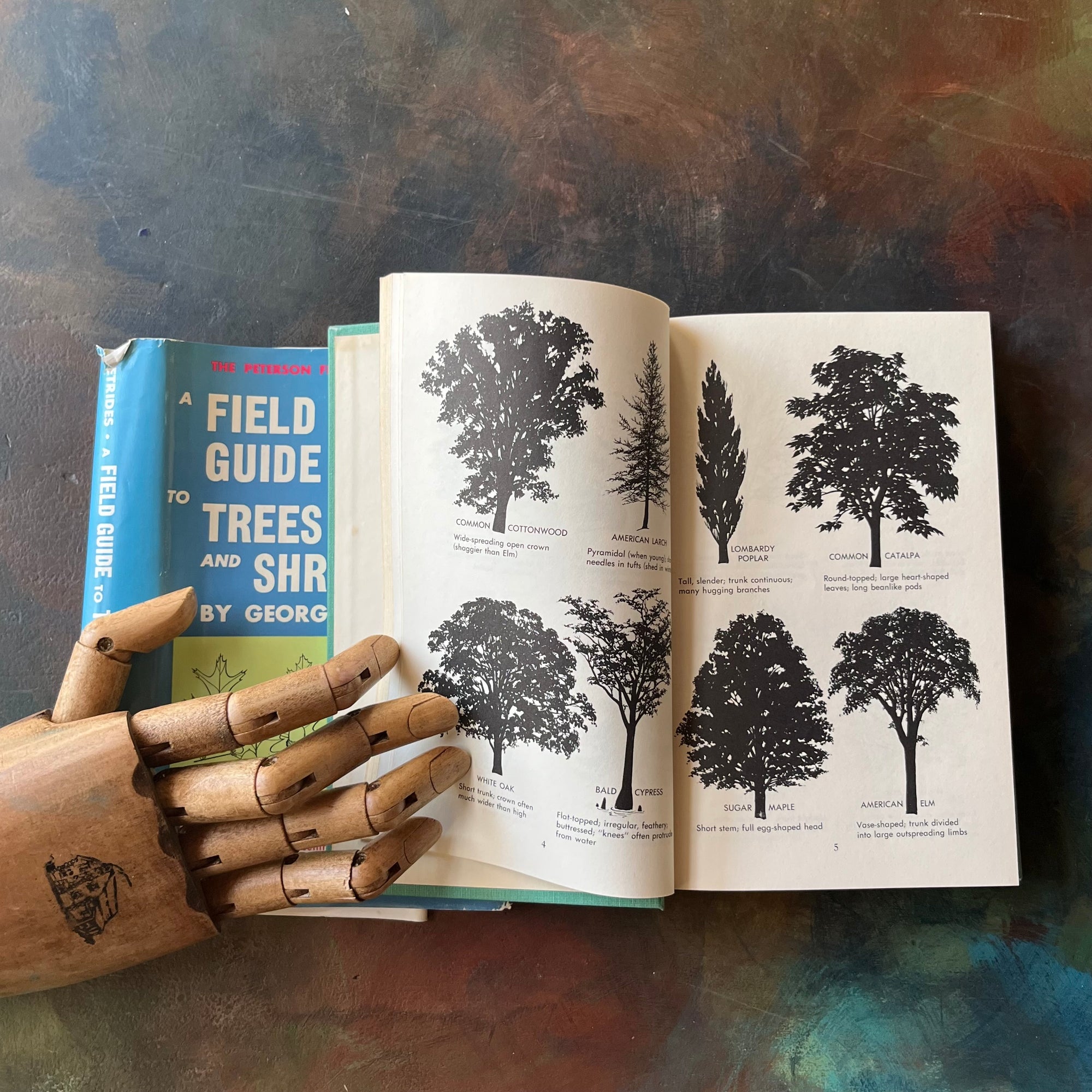 Peterson Field Guide Series-A Field Guide to Trees & Shrubs-Written by George A. Petrides-vintage nature guide-view of the black & white illustratioins