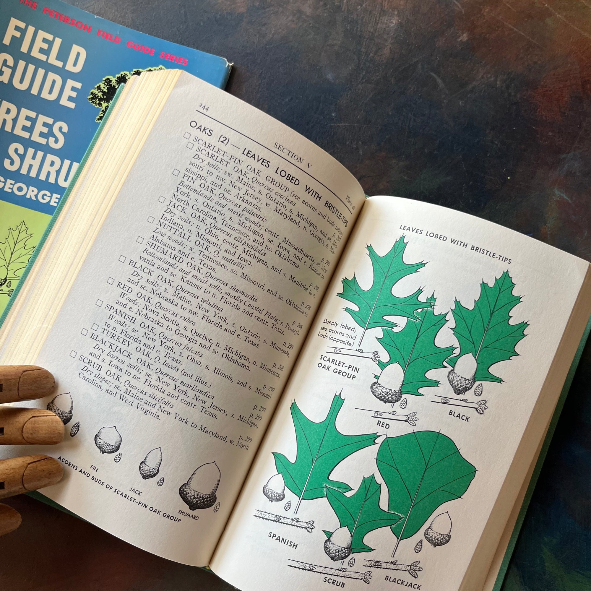 Peterson Field Guide Series-A Field Guide to Trees & Shrubs-Written by George A. Petrides-vintage nature guide-view of the color illustrations
