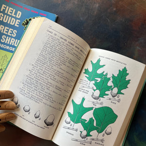 Peterson Field Guide Series-A Field Guide to Trees & Shrubs-Written by George A. Petrides-vintage nature guide-view of the color illustrations