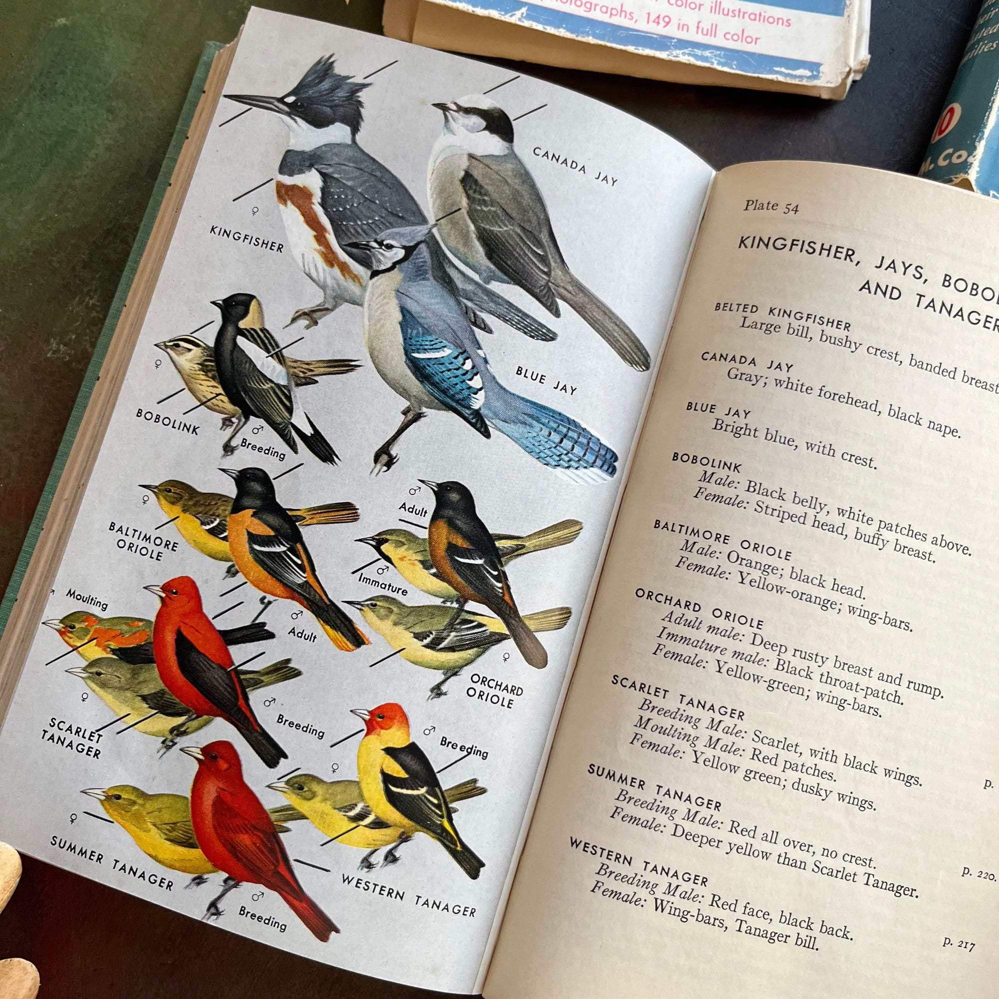 Set of 5 Peterson Field Guides Birds-Rocks & Minerals-Insects-Ferns-Reptiles & Amphibians-vintage field guides-nature guides-view of the color illustrations in Birds