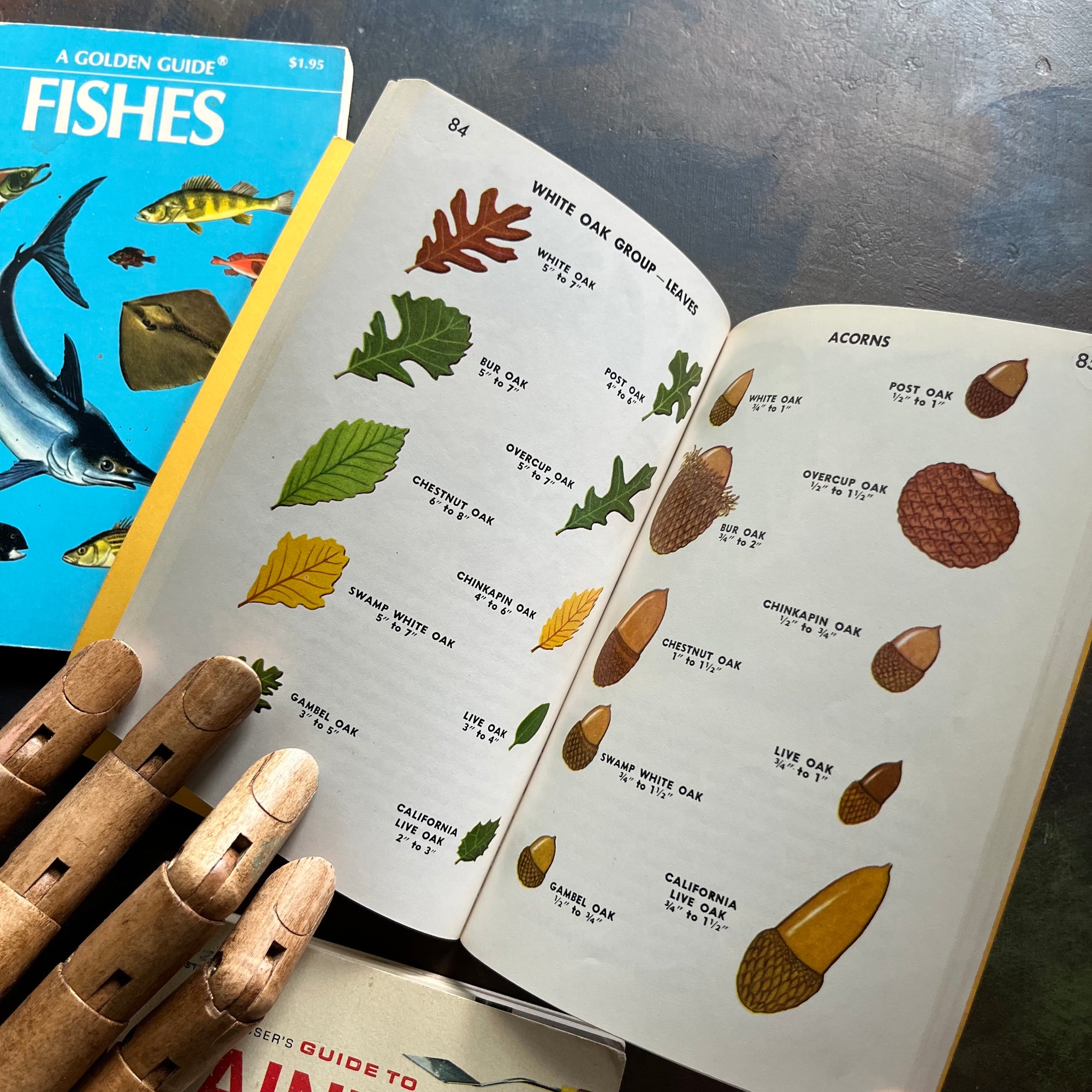 Old Nature Guide Set of 5 Golden Guide Nature Pocket Guides: Fishes, Kites, Guide to Pa ...