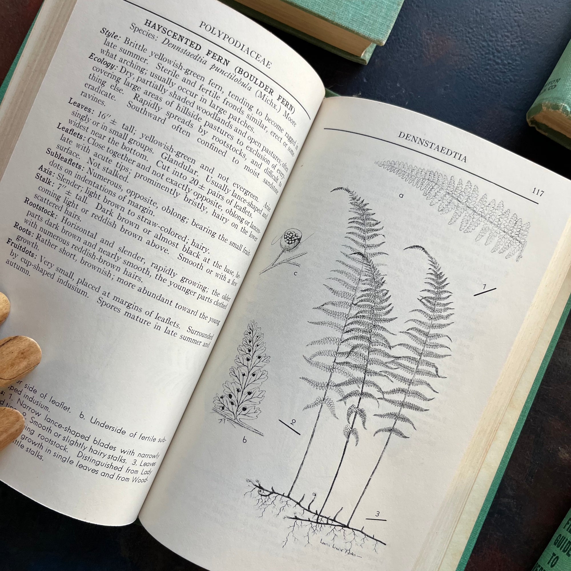 Set of 5 Peterson Field Guides Birds-Rocks & Minerals-Insects-Ferns-Reptiles & Amphibians-vintage field guides-nature guides-view of the drawings of ferns