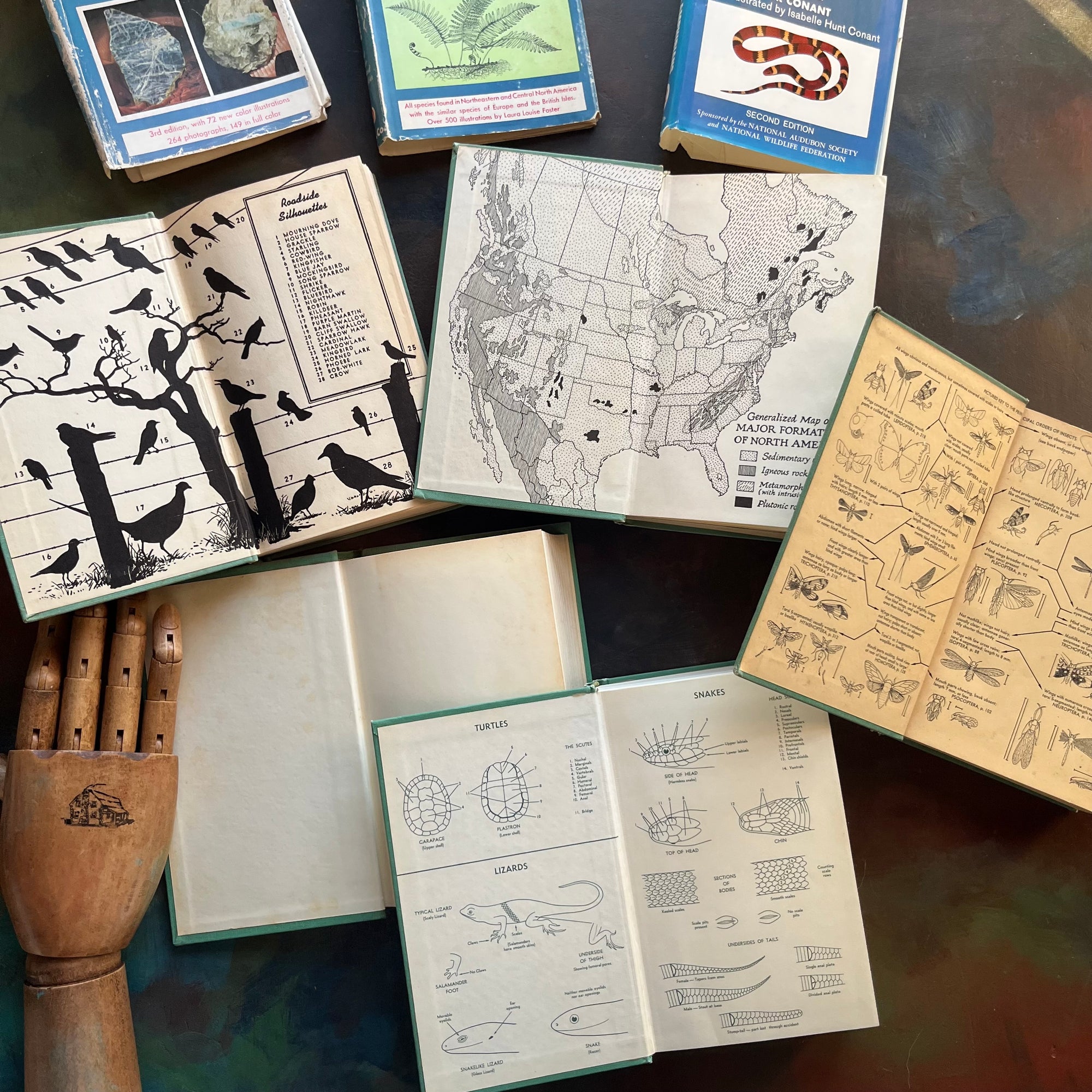 Set of 5 Peterson Field Guides Birds-Rocks & Minerals-Insects-Ferns-Reptiles & Amphibians-vintage field guides-nature guides-view of the inside covers