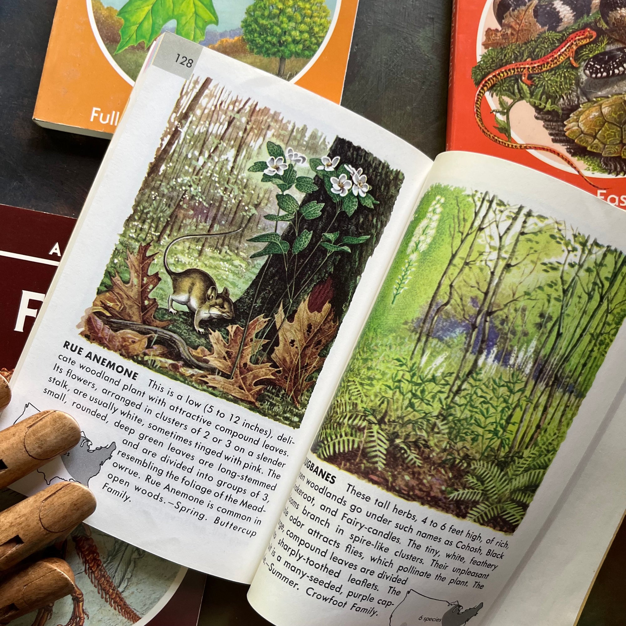 Old Nature Guide Set of 6 Golden Guide Nature Pocket Guides: Flowers, Fossils, The Sky ...
