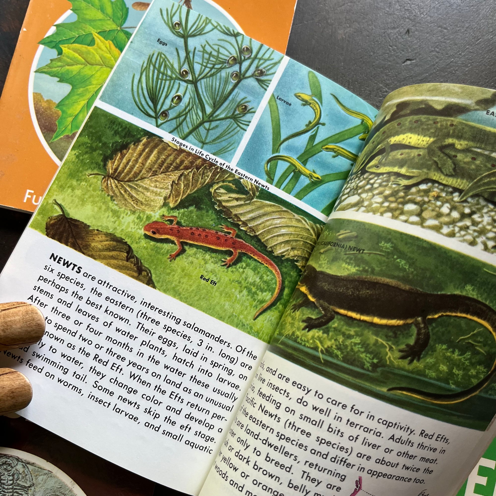 Old Nature Guide Set of 6 Golden Guide Nature Pocket Guides: Flowers, Fossils, The Sky ...