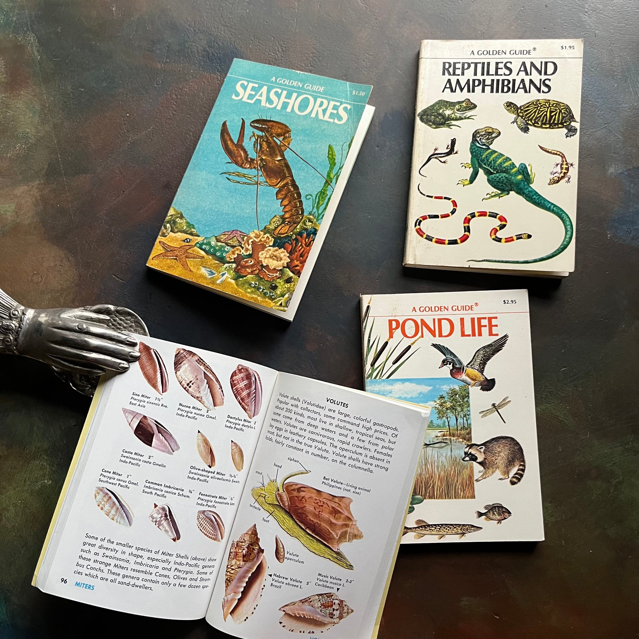 Old Nature Guide Set of 4 Golden Guide Nature Pocket Guides: Pond Life, Seashells of th ...
