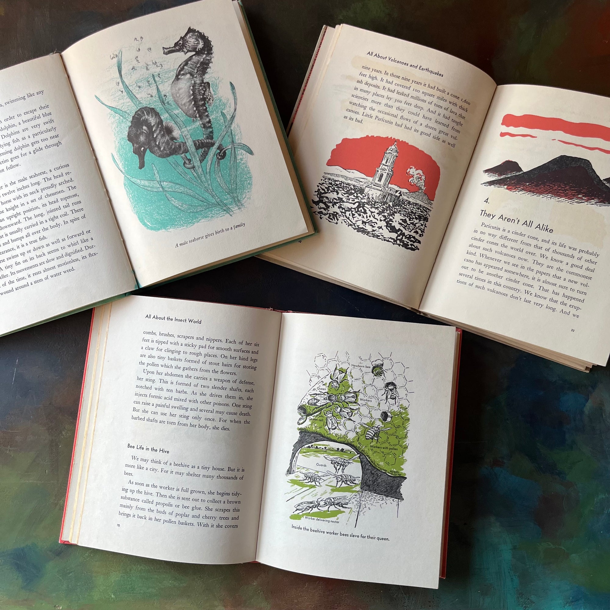 Set of Three All About Books- Volcanoes and Earthquakes-Fish-The Insect World-vintage living science books for children-vintage children's nature books-view of the color illustrations
