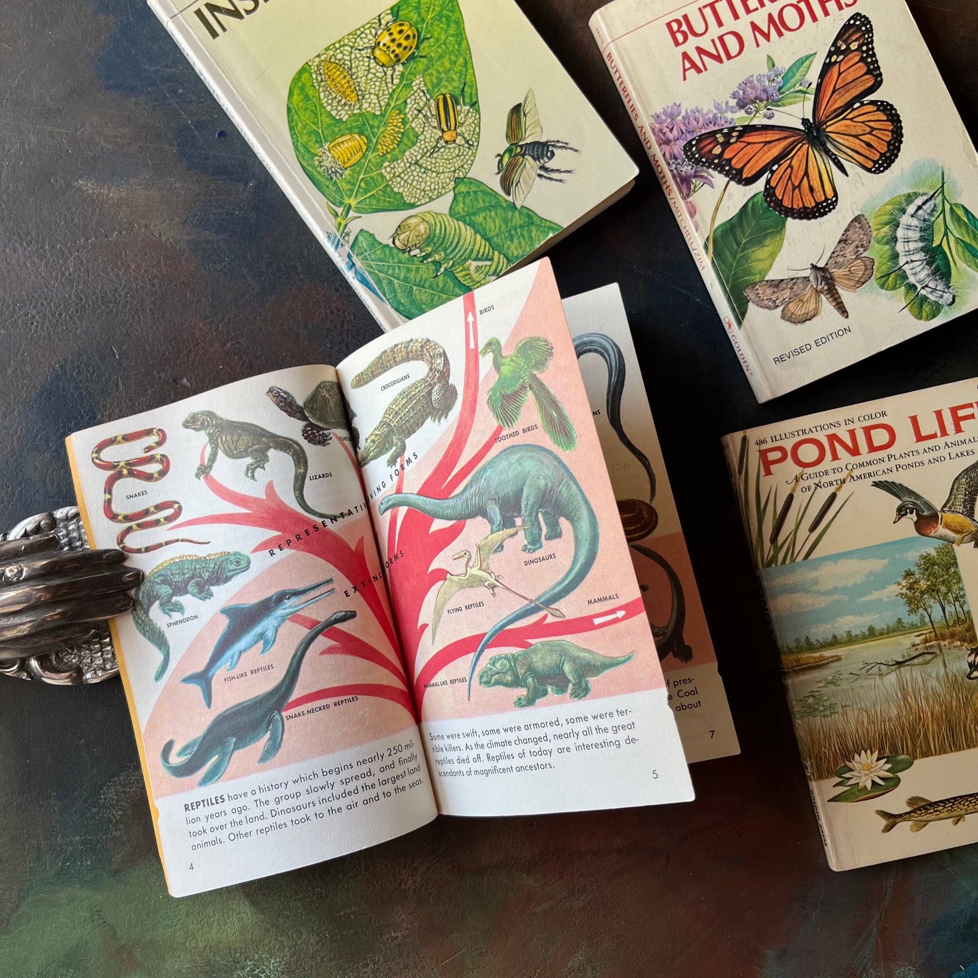 Set of four vintage Golden Guide Nature Pocket Guides Pond Life-Reptiles & Amphibians-Butterflies & Moths-Insect Pests-vintage pocket nature guides-view of the illustrations in Reptiles & Amphibians