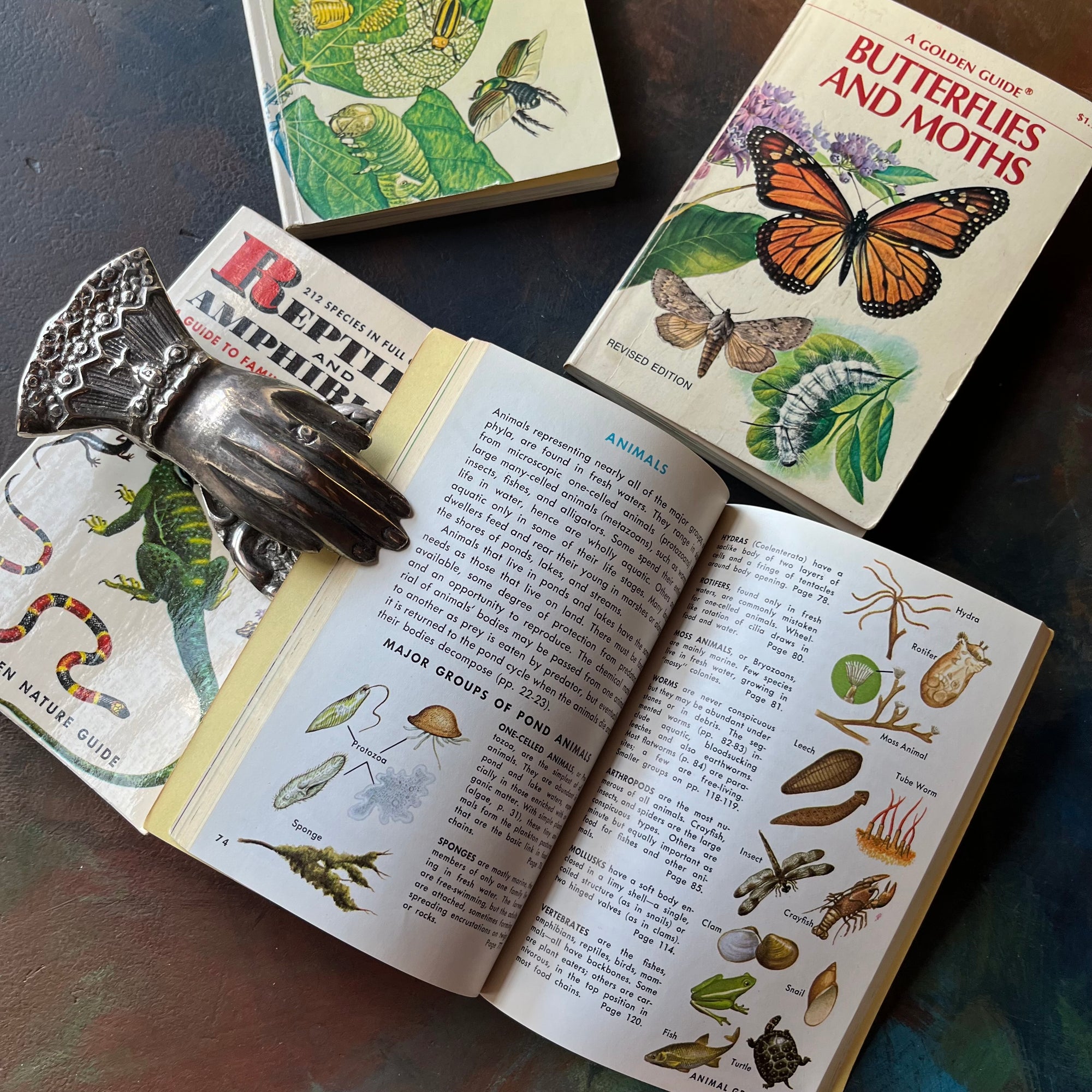 Set of four vintage Golden Guide Nature Pocket Guides Pond Life-Reptiles & Amphibians-Butterflies & Moths-Insect Pests-vintage pocket nature guides-view of the illustrations in Pond Life