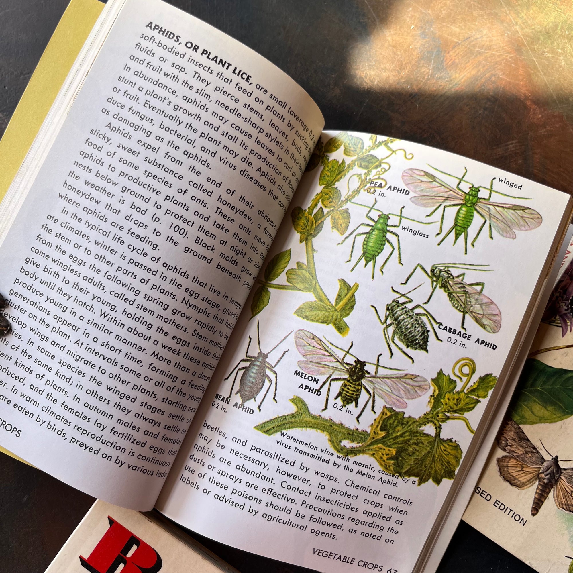 Set of four vintage Golden Guide Nature Pocket Guides Pond Life-Reptiles & Amphibians-Butterflies & Moths-Insect Pests-vintage pocket nature guides-view of the illustrations in Insect Pests