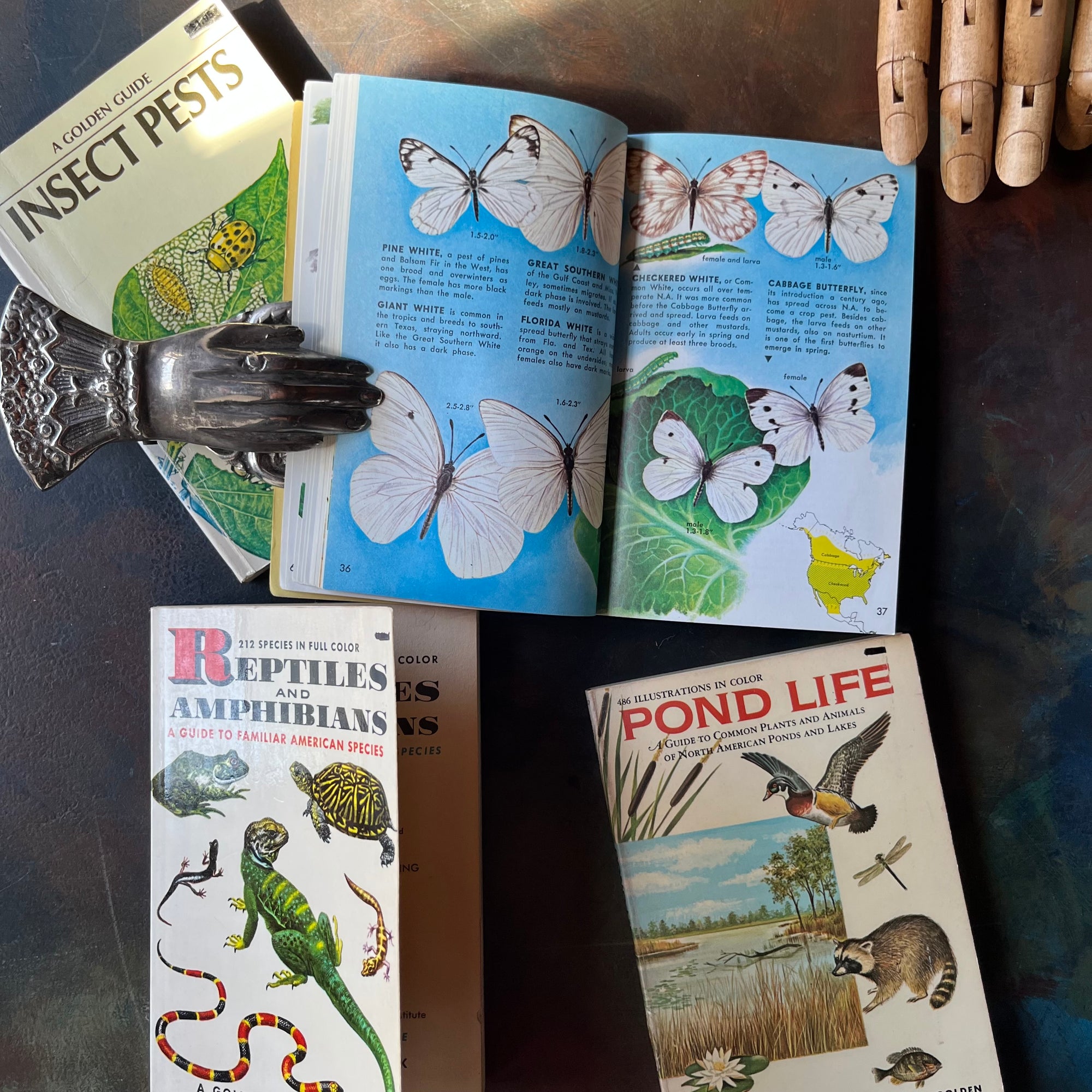 Set of four vintage Golden Guide Nature Pocket Guides Pond Life-Reptiles & Amphibians-Butterflies & Moths-Insect Pests-vintage pocket nature guides-view of the illustrations in Butterflies & Moths