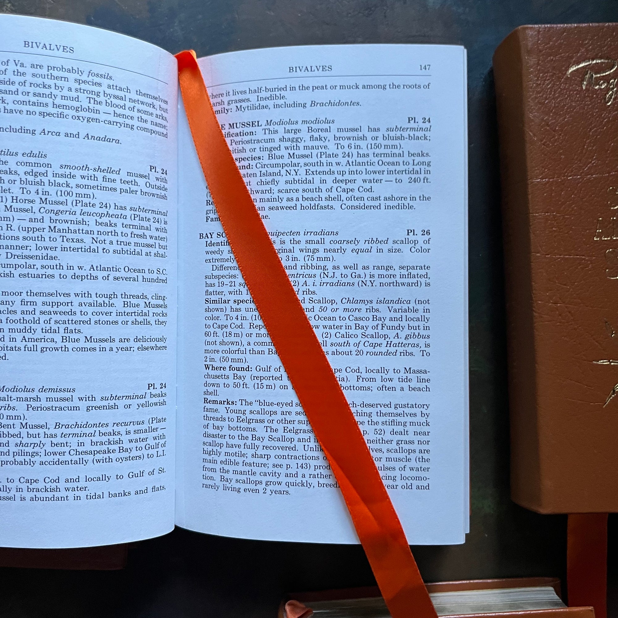 The Easton Press 50th Anniversary Leatherbound Editions-Peterson Field Guides-Set of Five-Atlantic Shores, Shells, Coral Reefs, & Fishes-view of the orange, satin ribbon page markers