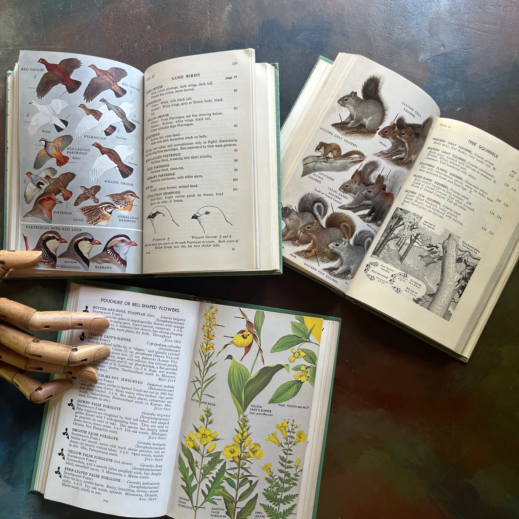 Vintage Peterson Field Guides-Birds of Britain and Europe-Mammals-Wildflowers-vintage nature guides-collectible nature guides-view of the color illustrations