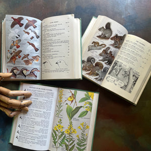 Vintage Peterson Field Guides-Birds of Britain and Europe-Mammals-Wildflowers-vintage nature guides-collectible nature guides-view of the color illustrations