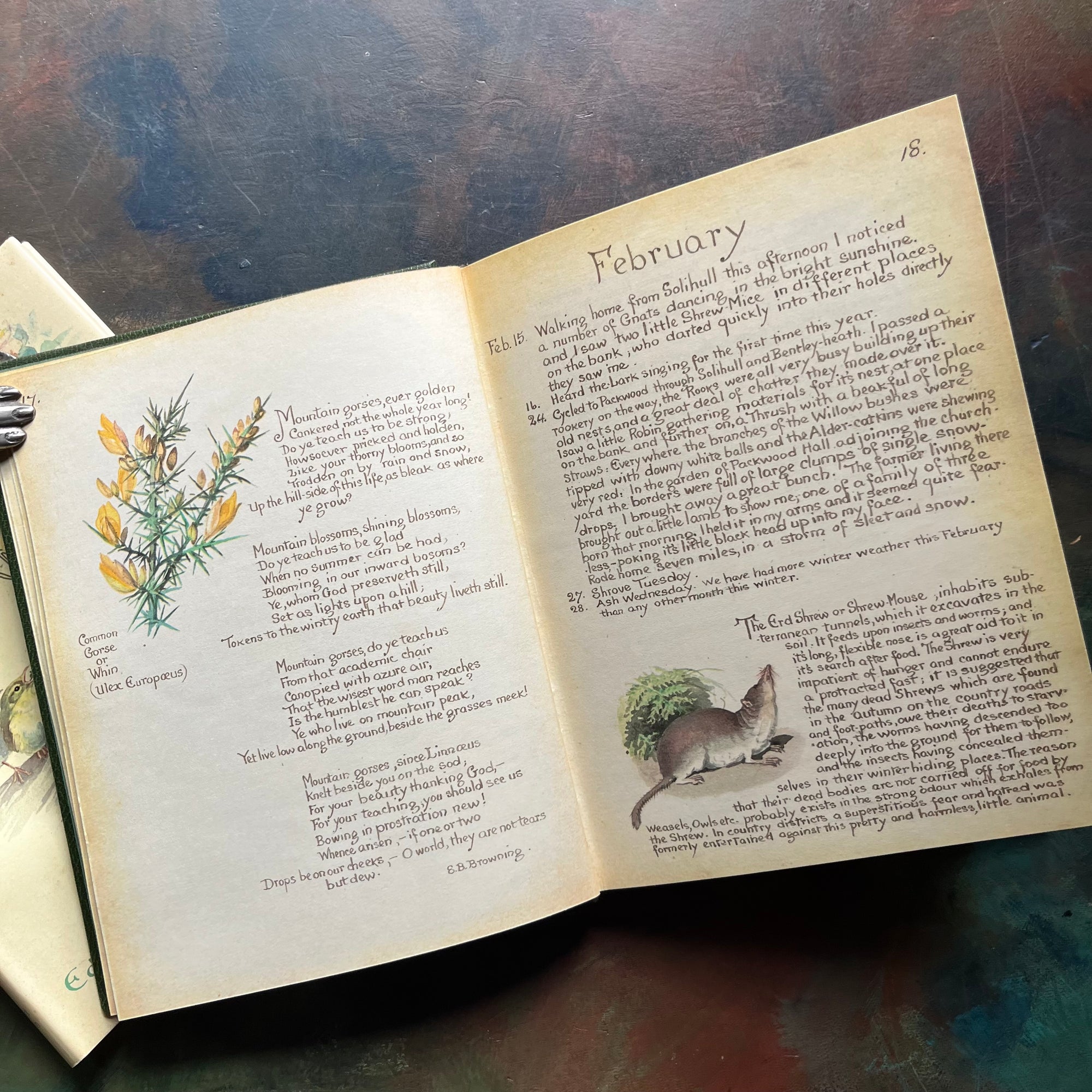 vintage nature sketchbook & diary - The Country Diary of An Edwardian Lady written & illustrated by Edith Holden-a yearlong nature study of the English Countryside from 1908-view of the illustrations and journal entries for February