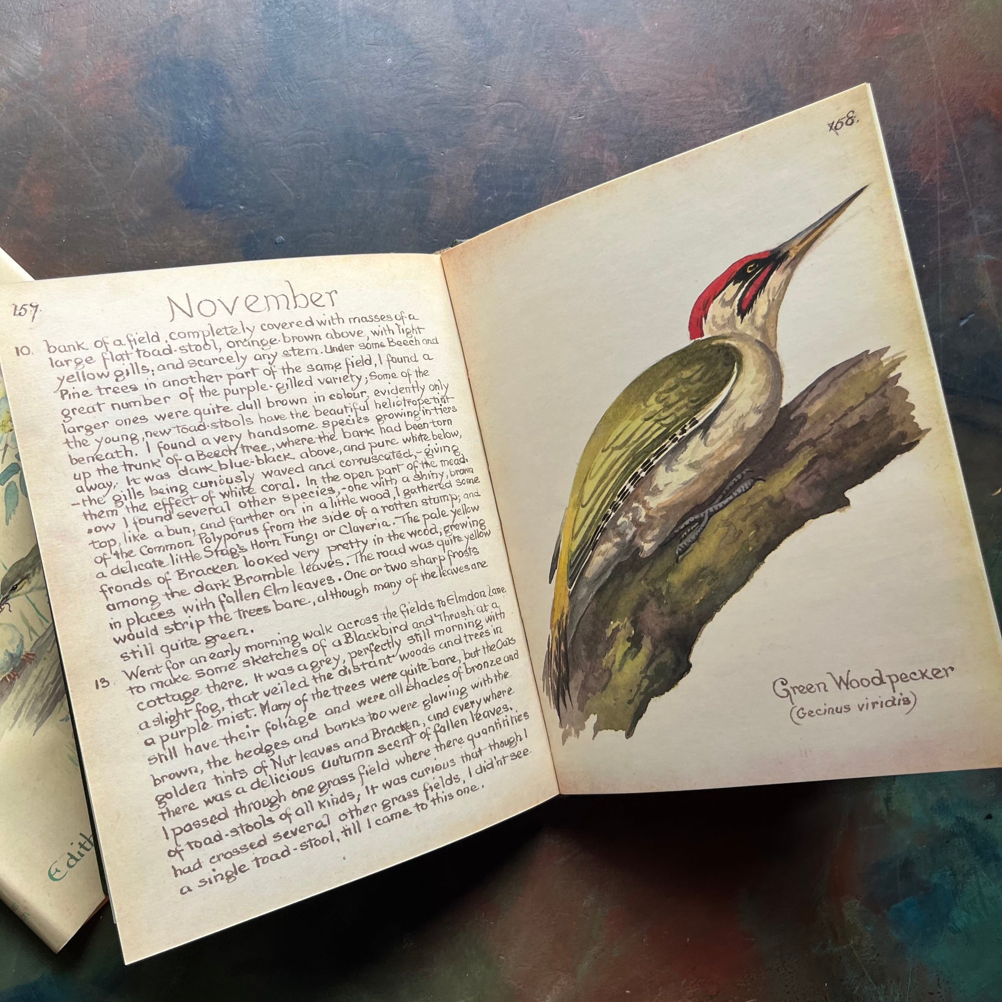 vintage nature sketchbook & diary - The Country Diary of An Edwardian Lady written & illustrated by Edith Holden-a yearlong nature study of the English Countryside from the year 1906-view of the full-page illustration of a green woodpecker opposite diary entries from November 1906.