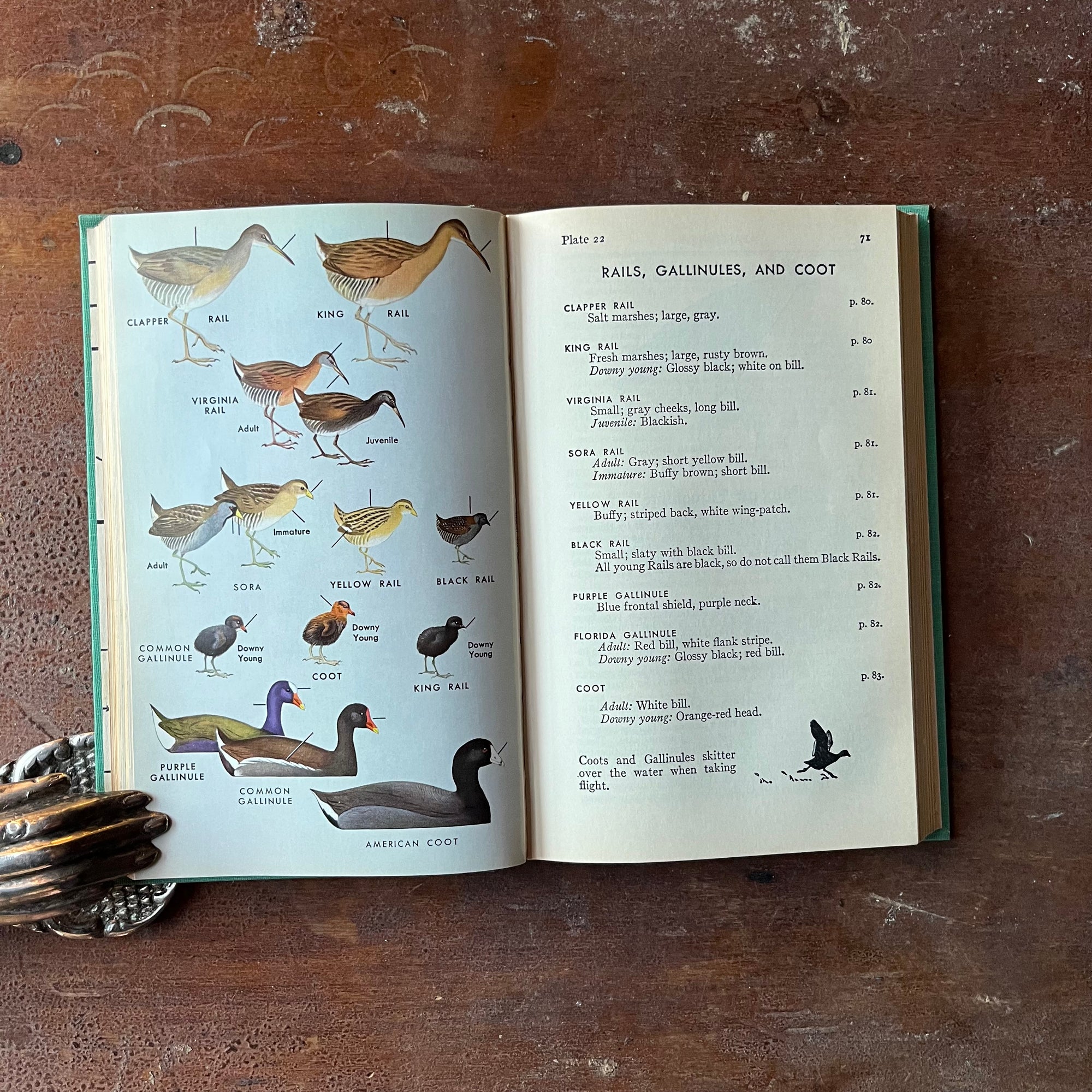 Log Cabin Vintage – vintage non-fiction – nature books – bird identification book – field guide – Peterson Field Guide – A Field Guide to the Birds by Rogert Tory Peterson Published in 1967 - view of the full-page, full-color illustrations