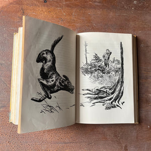 Log Cabin Vintage – vintage children’s book, children’s book, chapter book – Big Red by Jim Kjelgaard with illustrations by Bob Kuhn - a 1945 Edition - view of the full-page illustrations by Bob Kuhn