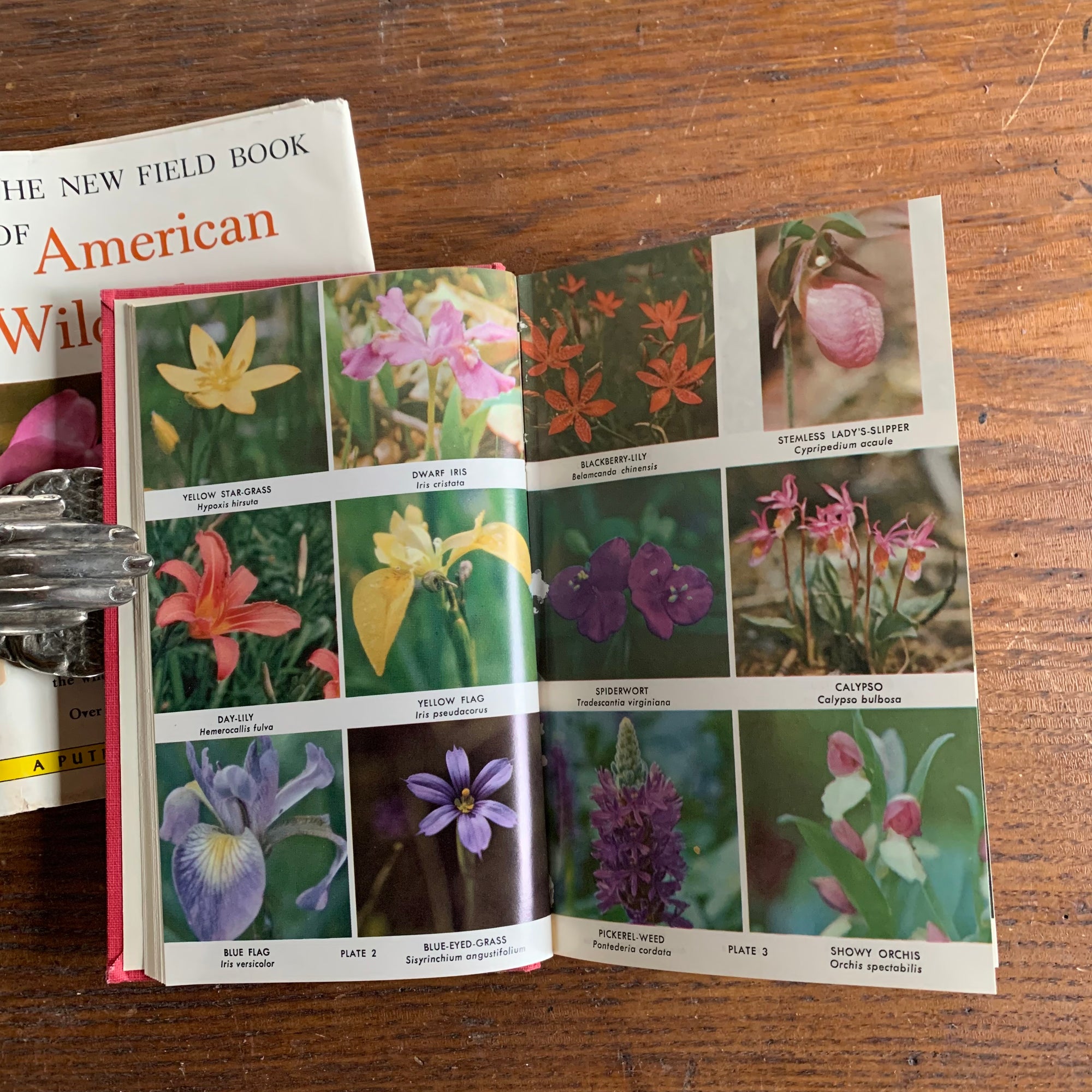 The New Field Book of American Wild Flowers by Harold William Rickett - A Putnam Nature Field Guide - Full Color, Full Page Illustrations