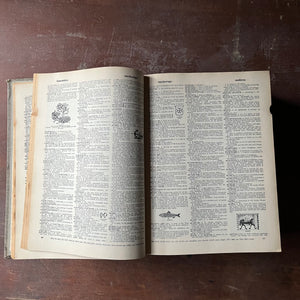 Log Cabin Vintage – vintage non-fiction, vintage dictionary - Webster's New Twentieth Century Dictionary Unabridged by Noah Webster and Jean L. McKechnie 1966 Second Edition - view of a sample of the dictionary pages